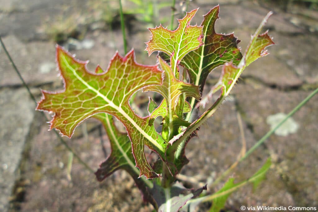 Giftlattich, Stinklattich, Wilder Lattich (Lactuca virosa)