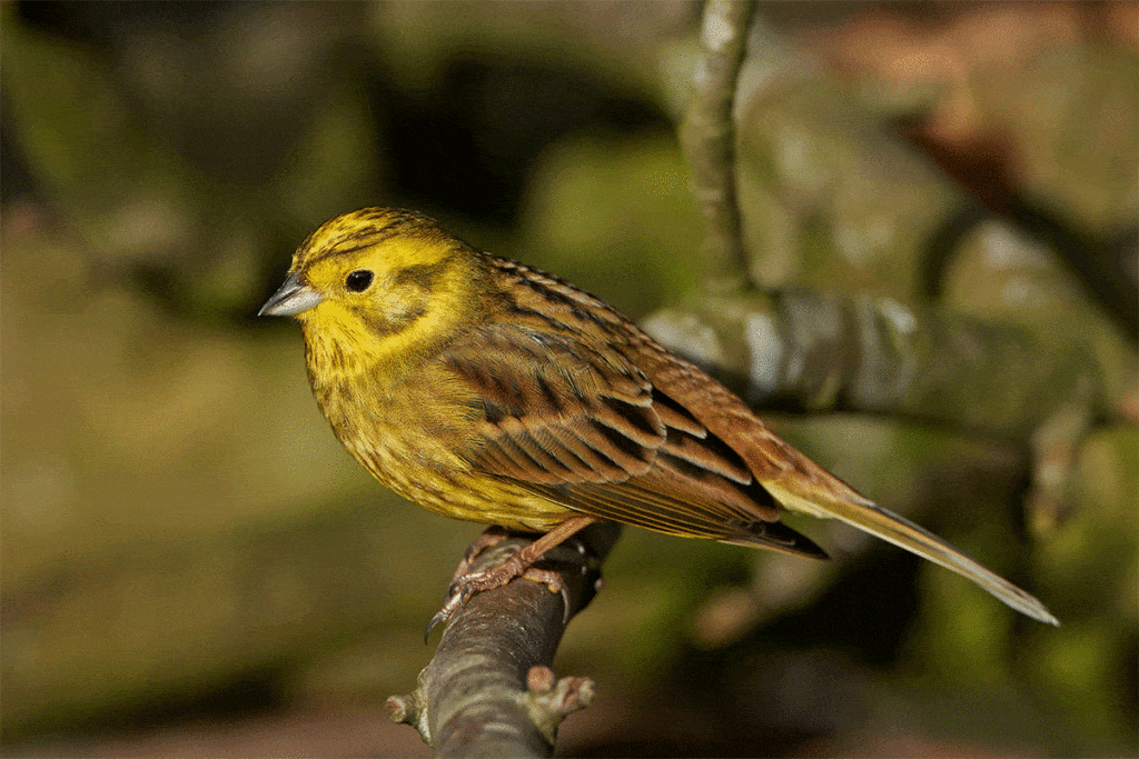 Goldammer - Emberiza citrinella, Vogel gelber Bauch