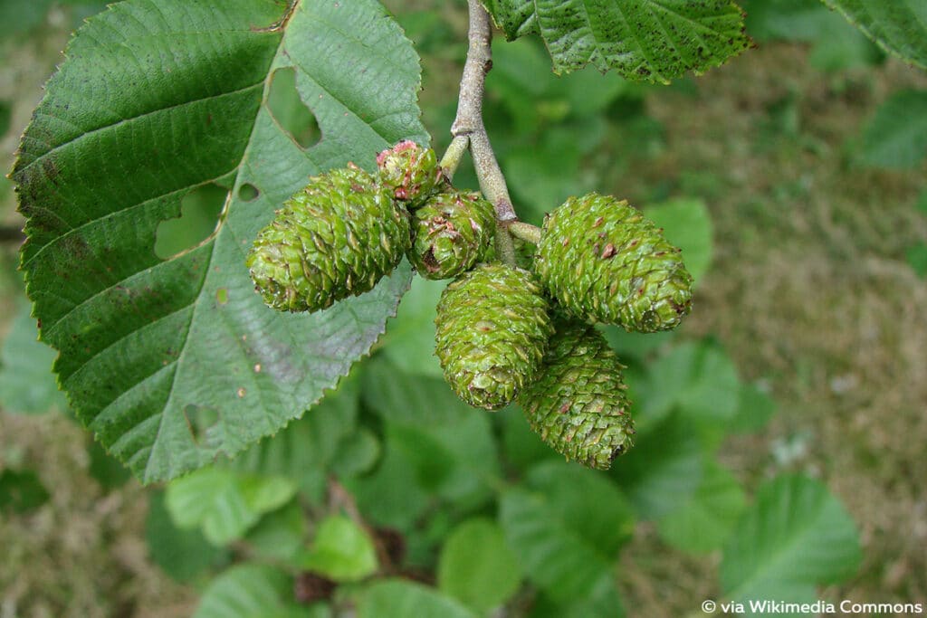 Grau-Erle (Alnus incana)