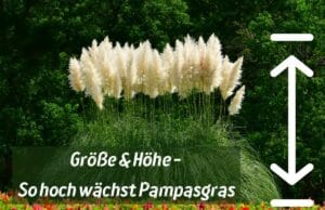 Pampasgras - Größe und Höhe