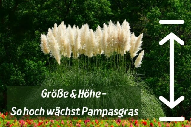 Pampasgras - Größe und Höhe