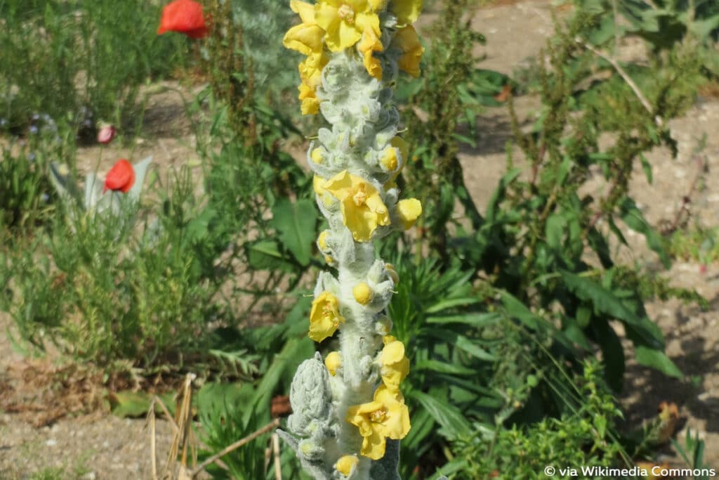 Großblütige Königskerze (Verbascum densiflorum), Sonnenpflanzen