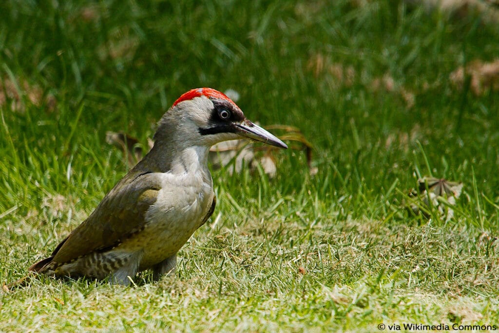 Grünspecht, Picus viridis