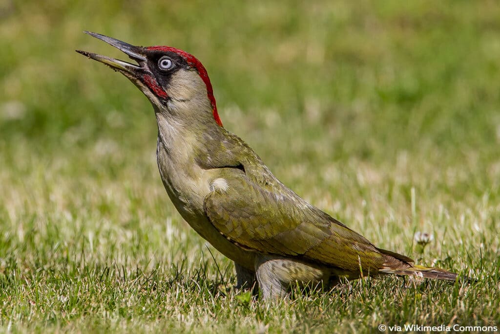 Picus viridis