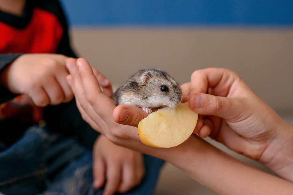 Hamster ist Apfel