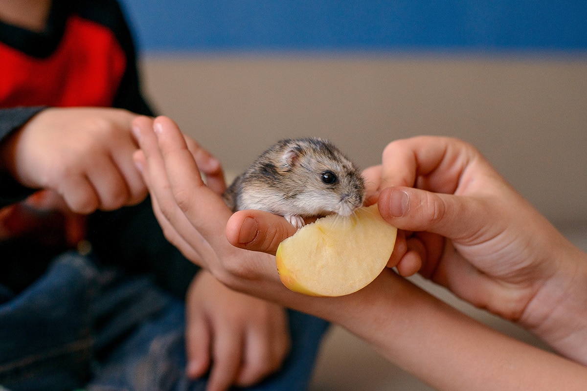 Dürfen Hamster und Meerschweinchen Äpfel essen? Gartendialog.de