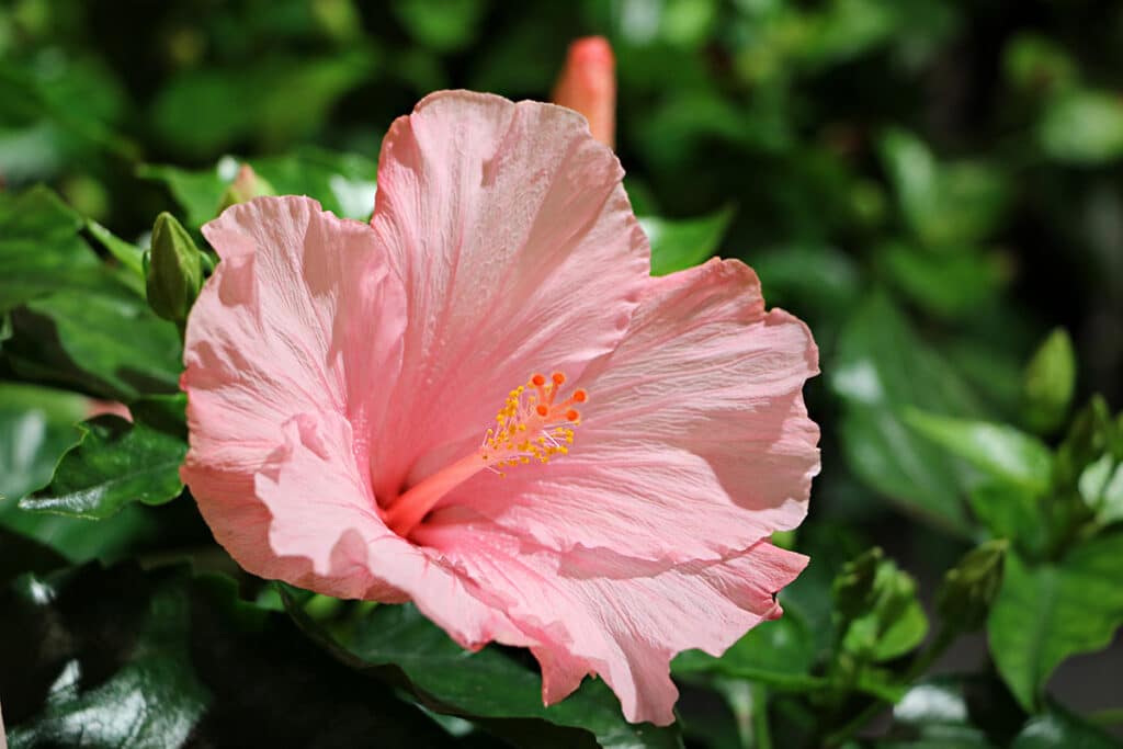 Hibiskus