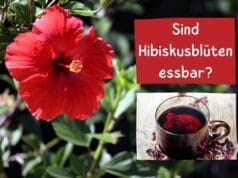 Hibiskusblüten