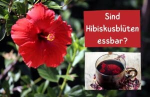 Hibiskusblüten