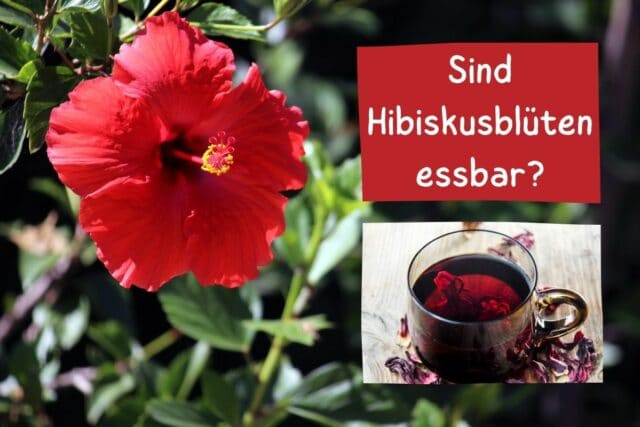 Hibiskusblüten