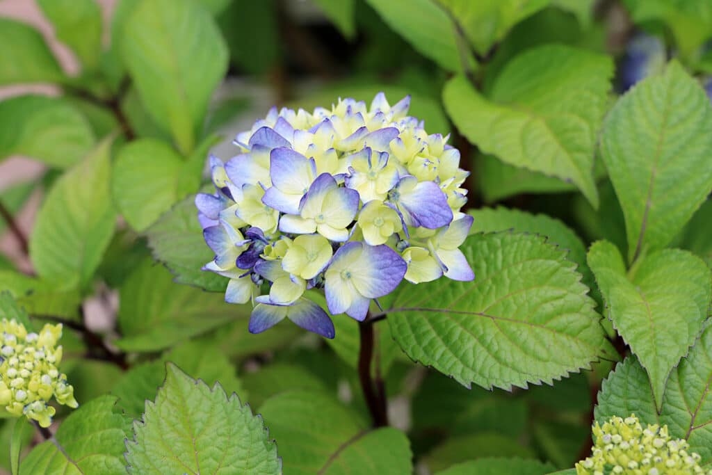 Hortensie, psychoaktive Pflanzen