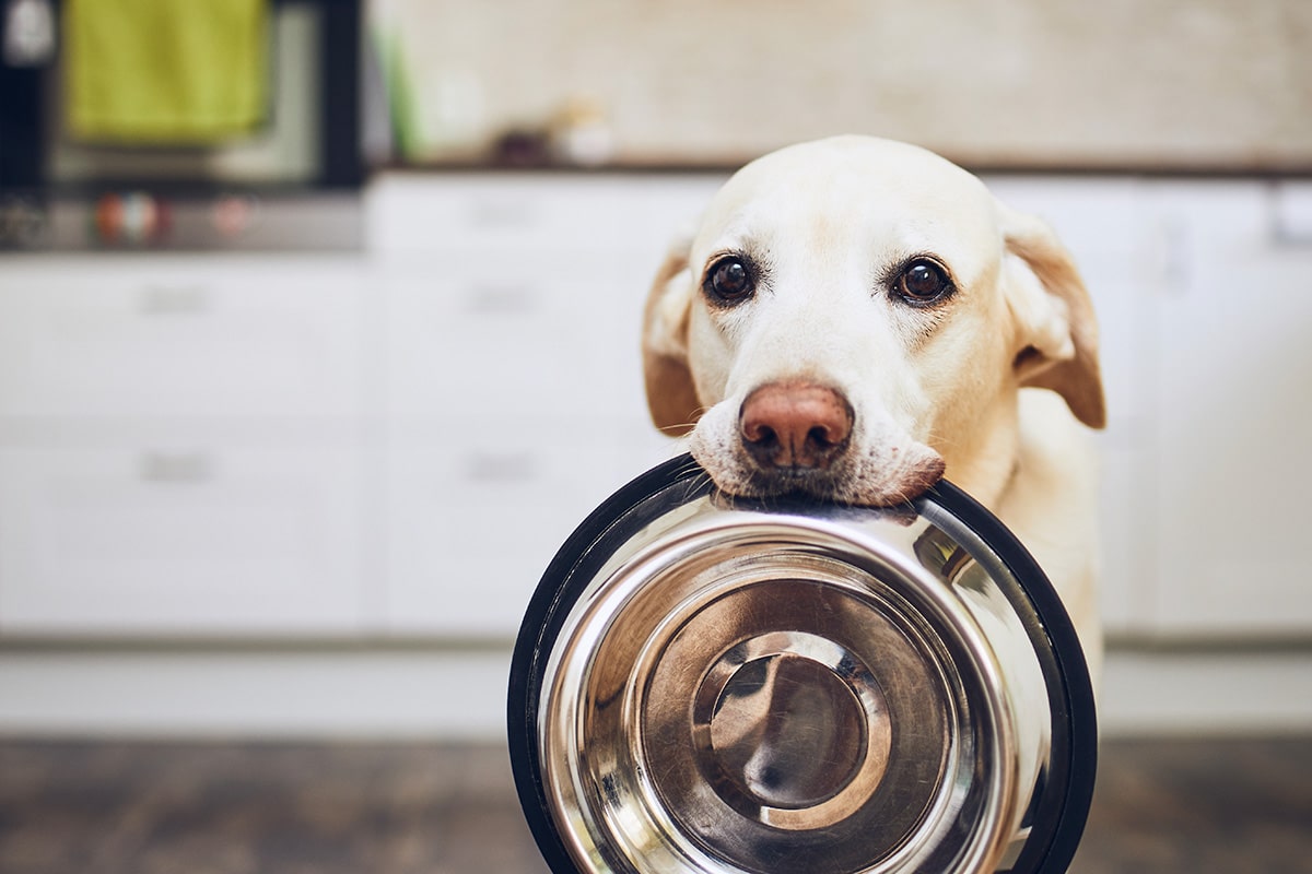 Dürfen Hunde eigentlich Kartoffeln essen? Gartendialog.de