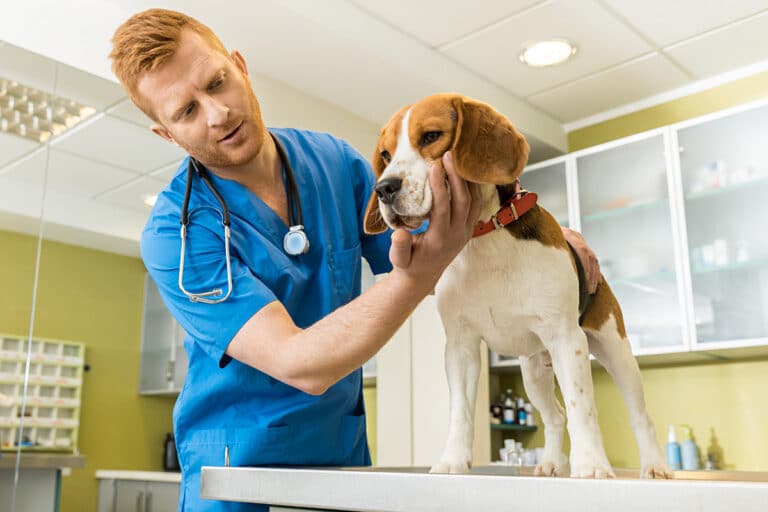 Dürfen Hunde eigentlich Kartoffeln essen? Gartendialog.de