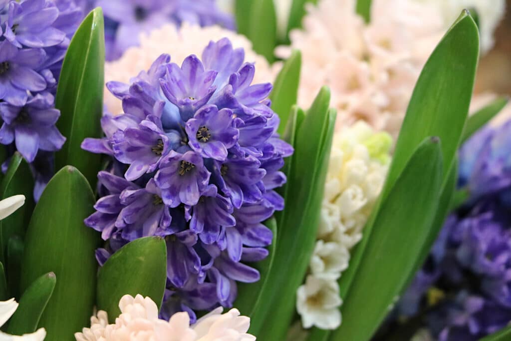 Hyazinthen (Hyacinthus)