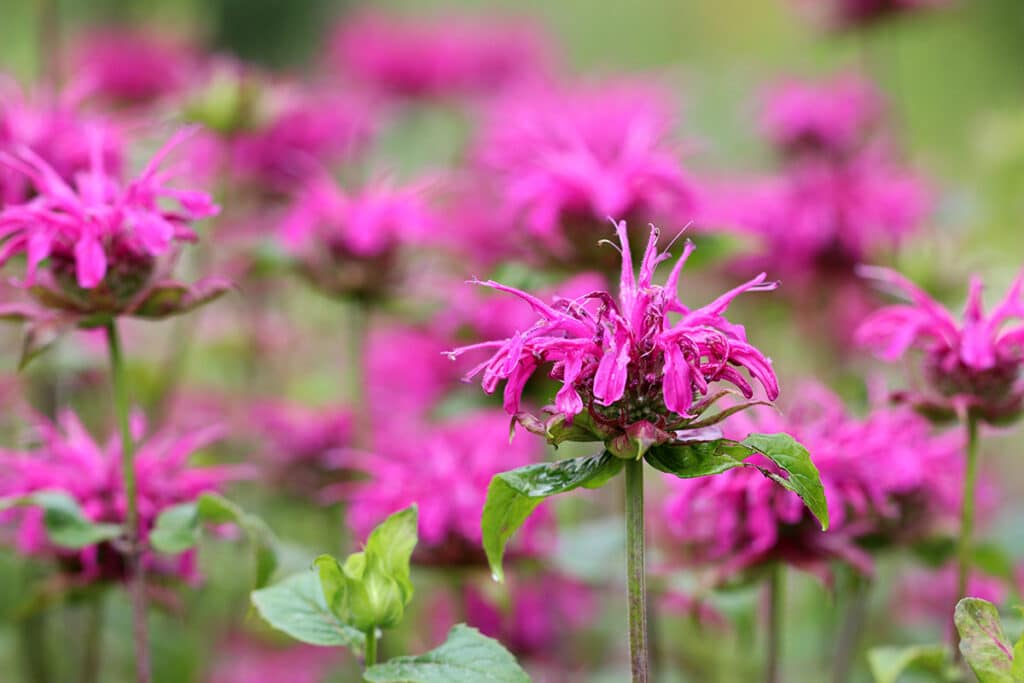 Indianernessel (Monarda), duftende Pflanzen