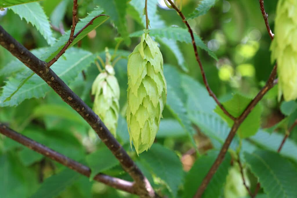 Japanische Hainbuche (Carpinus japonica), Laubbaum Zapfen