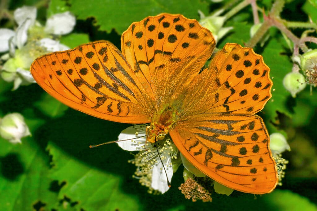 Kaisermantel (Argynnis paphia)