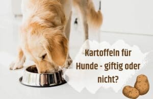 Kartoffeln für Hunde