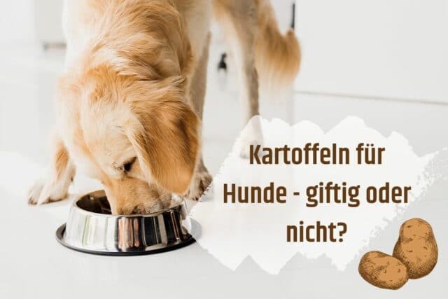 Kartoffeln für Hunde