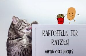 Kartoffeln für Katzen