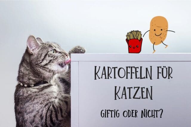 Kartoffeln für Katzen