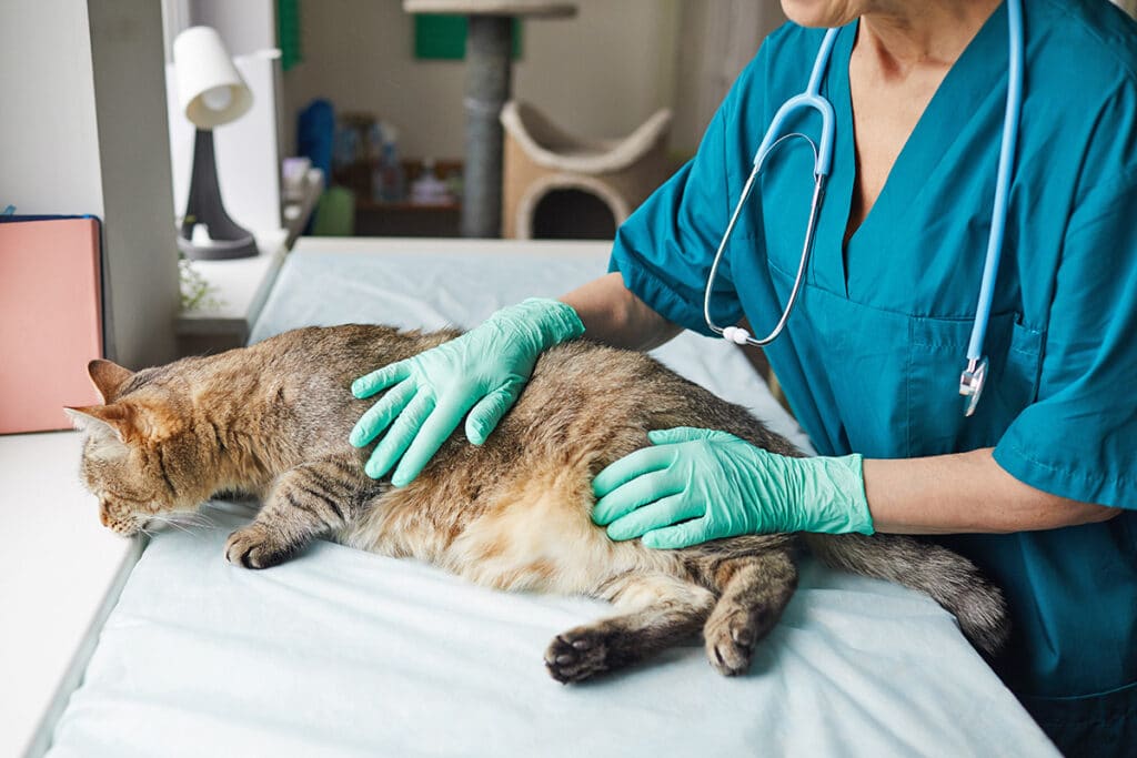 Katze Tierarzt