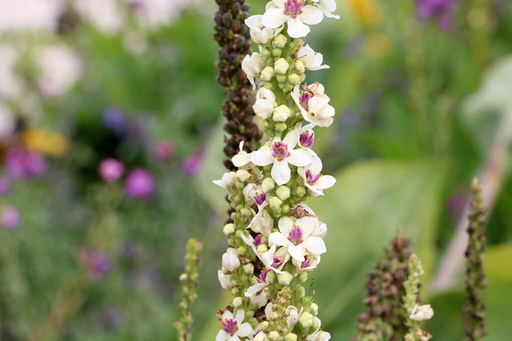 Königskerze (Verbascum), Begleitpflanze Lavendel