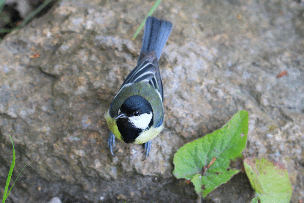 Kohlmeise - Parus major