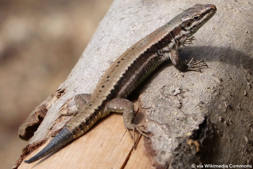 Kroatische Gebirgseidechse (Iberolacerta horvathi)