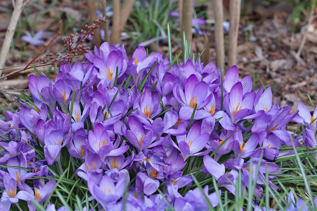 Krokusse (Crocus), Frühlingsblüher