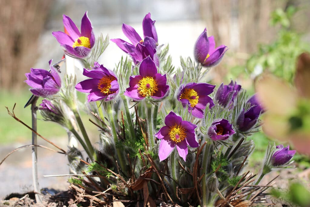 Küchenschelle (Pulsatilla vulgaris), winterhart