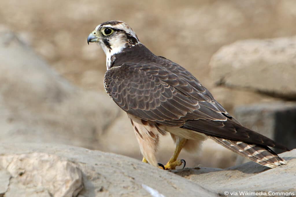 Lannerfalke (Falco biarmicus)