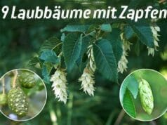 Laubbaum mit Zapfen