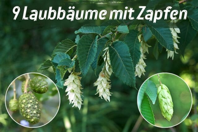 Laubbaum mit Zapfen