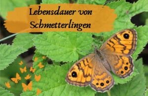 Lebensdauer Schmetterlinge