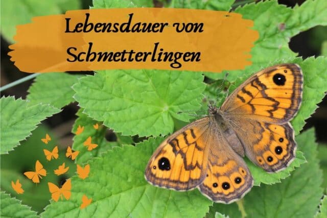 Lebensdauer Schmetterlinge