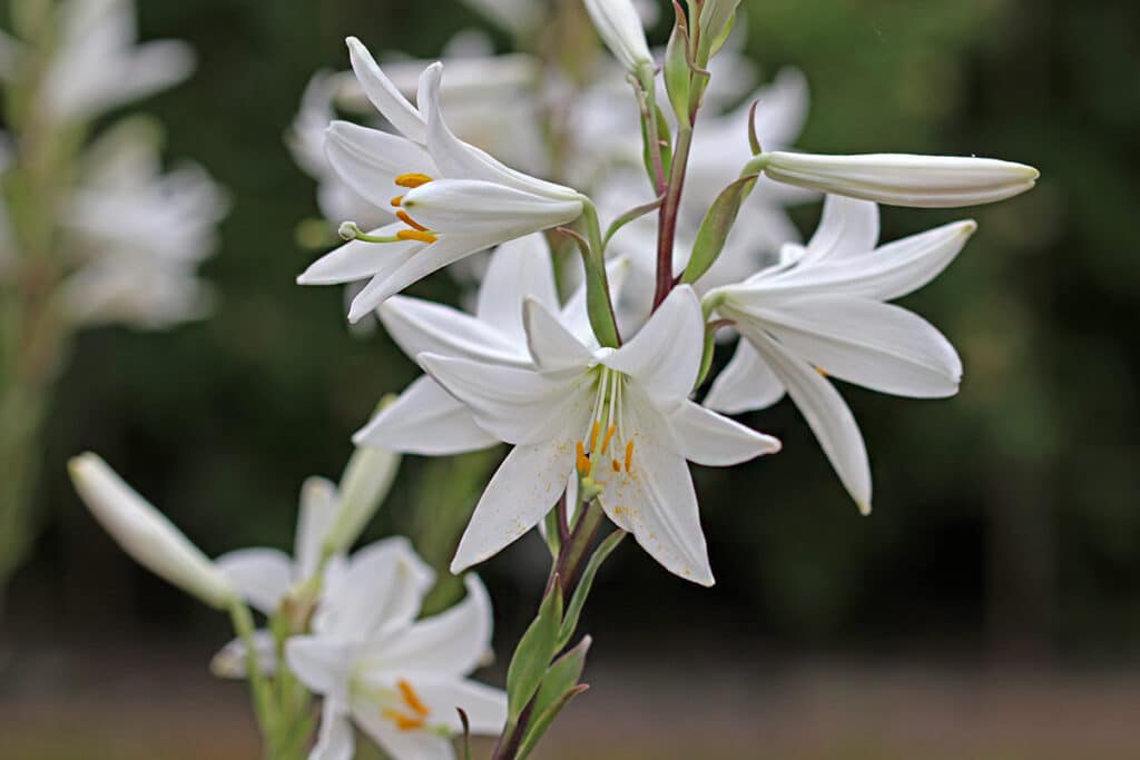 Lilien (Lilium), duftende Pflanzen