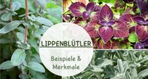 Lippenblütler