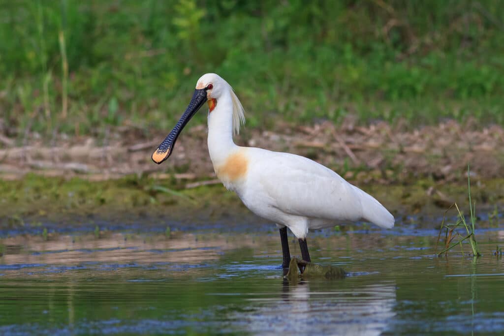 Löffler - Platalea leucorodia, Vogel gelber Bauch