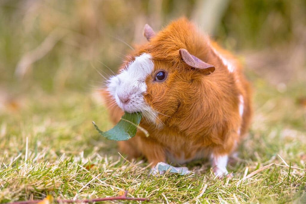 Meerschweinchen