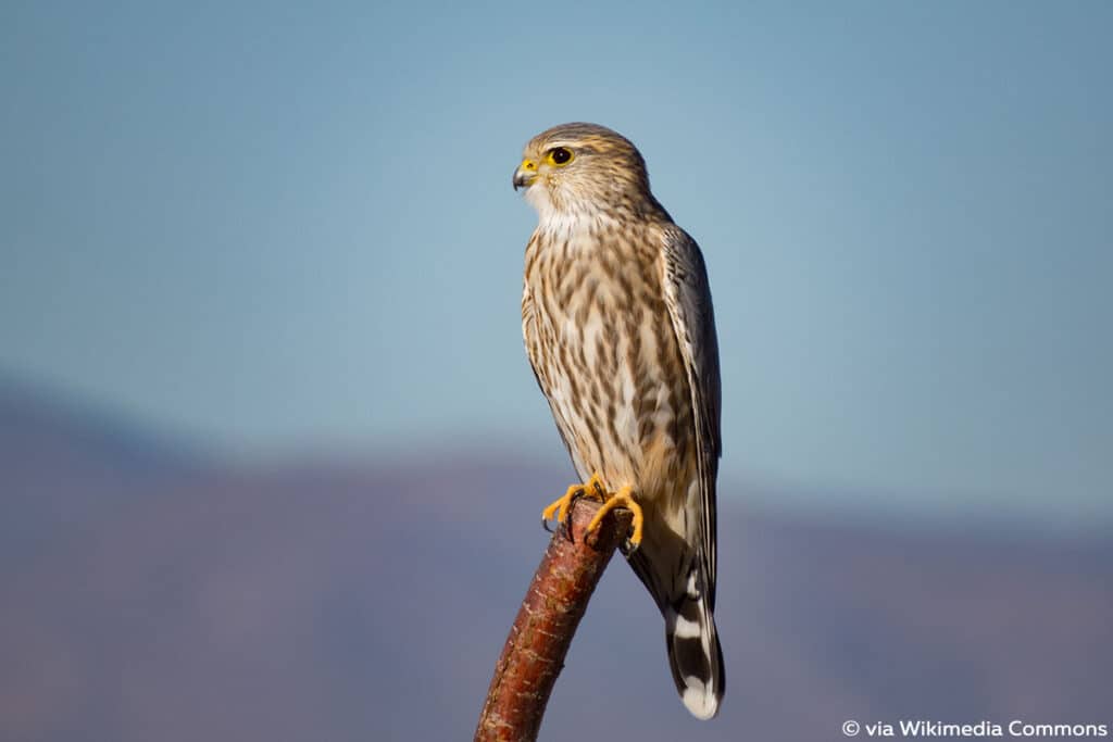 Merlin (Falco columbarius), Falken