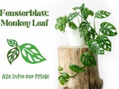 Monkey Leaf