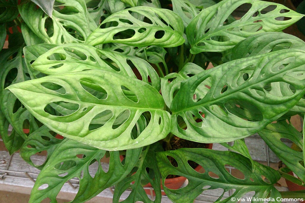 Monstera obliqua