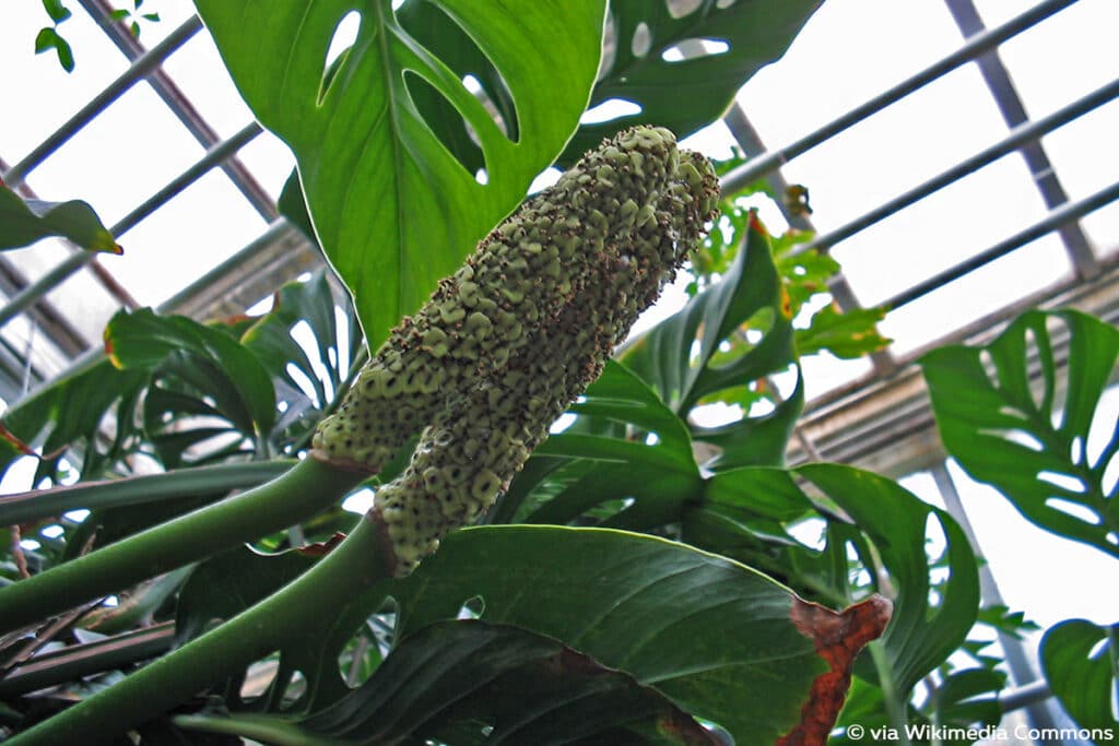 Monstera obliqua