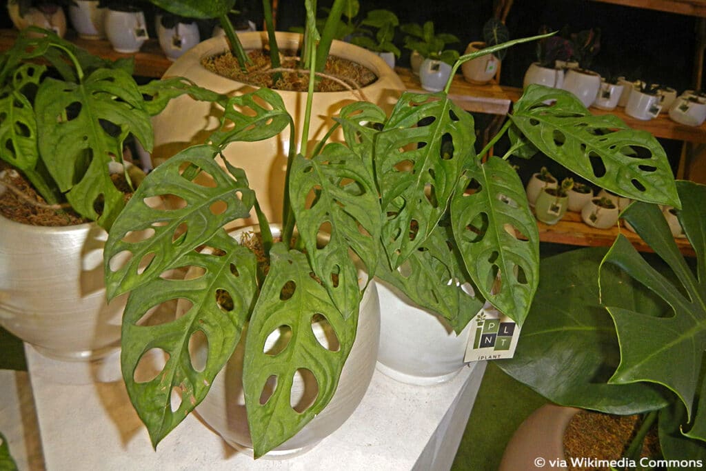 Monstera obliqua