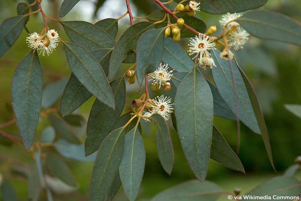 Mostgummi-Eukalyptus (Eucalyptus gunnii)