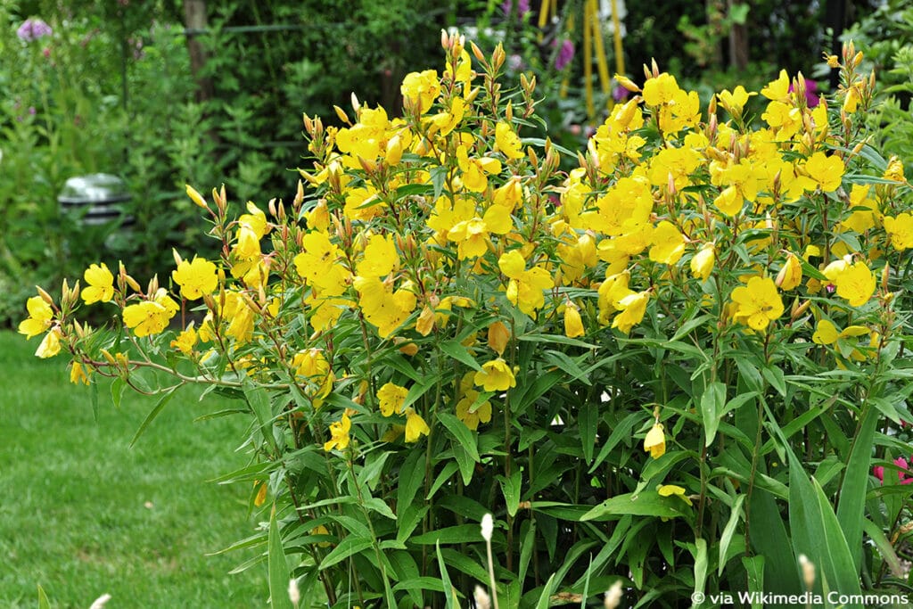 Nachtkerze (Oenothera biennis), Sonnenpflanzen