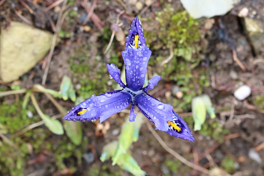 Netzblatt-Iris (Iris reticulata)