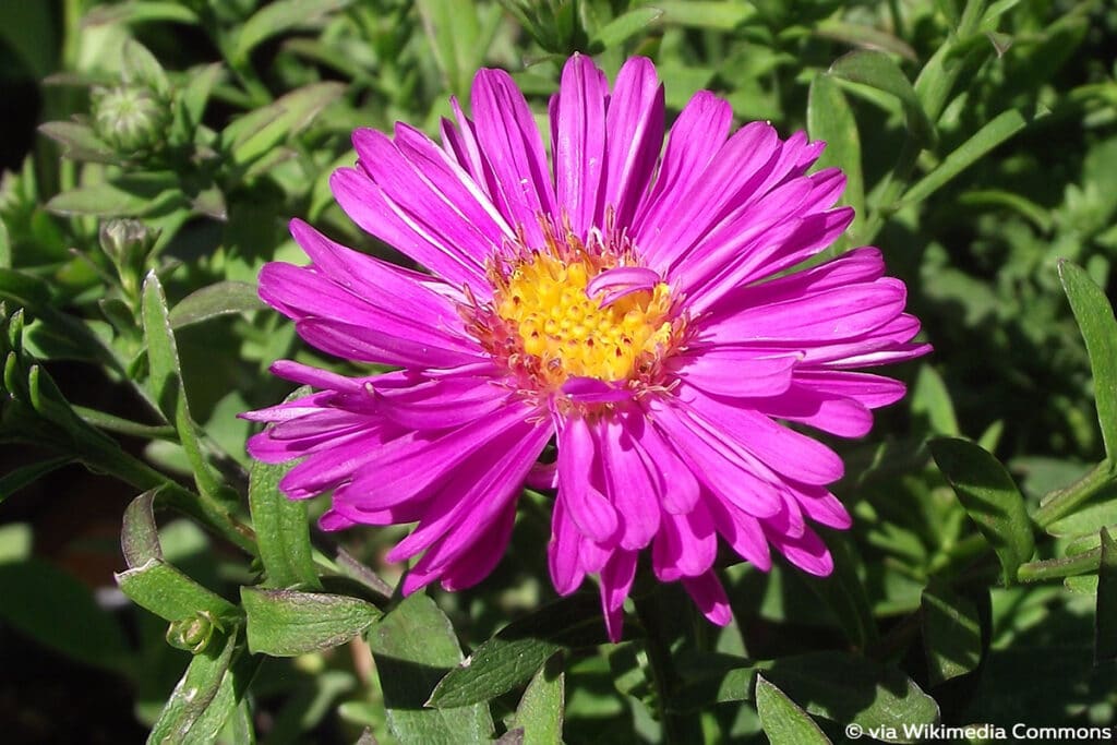 Neubelgien-Herbstaster (Aster novi-belgii)