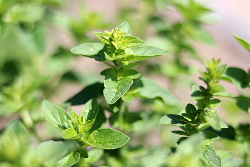 Oregano (Origanum vulgare), Lippenblütengewächse